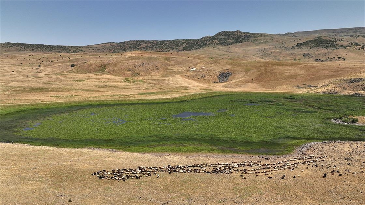 Muş’ta nilüfer çiçekleri koruma altına alınacak Muş’ta nilüfer çiçekleri koruma altına alınacak