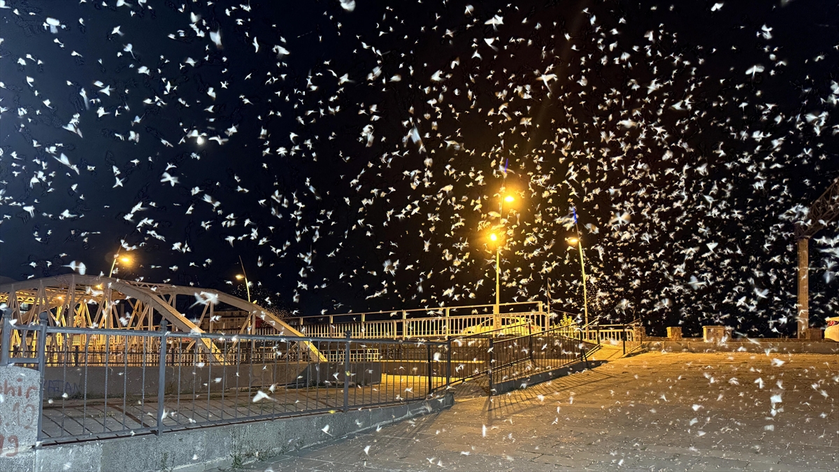 Ardahan’da mayıs sineklerinin toplu “ölüm uçuşu” kar yağışını andırıyor