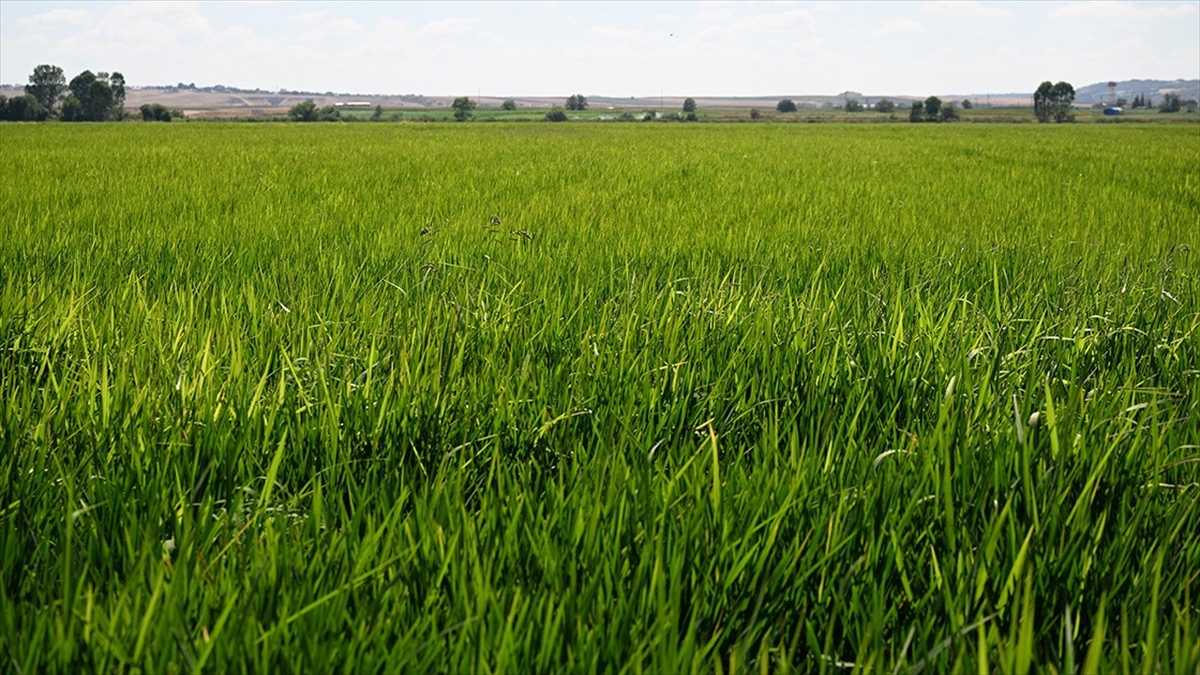 TMO’nun 2024 dönemi çeltik alım fiyatları belli oldu