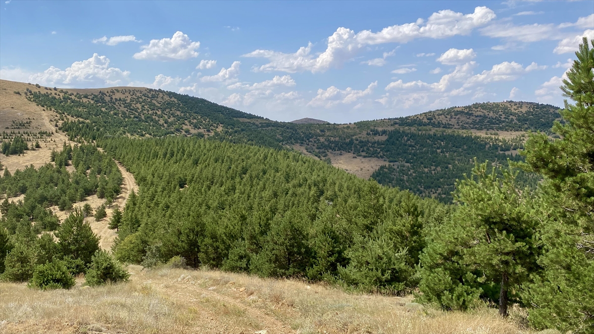 Orman Genel Müdürlüğü bütçesindeki “aslan payı” ormanların korunmasına gidecek Orman Genel Müdürlüğü bütçesindeki “aslan payı” ormanların korunmasına gidecek