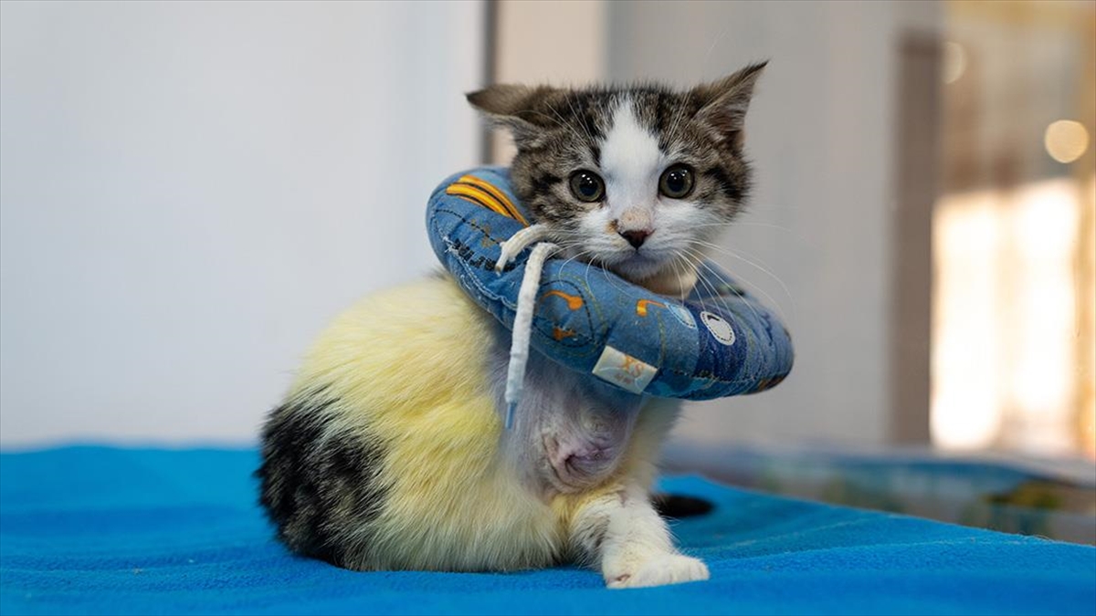 Aracın kaputuna sıkışan yavru kedi “Mucize”, yaşamını iki patisiyle sürdürüyor