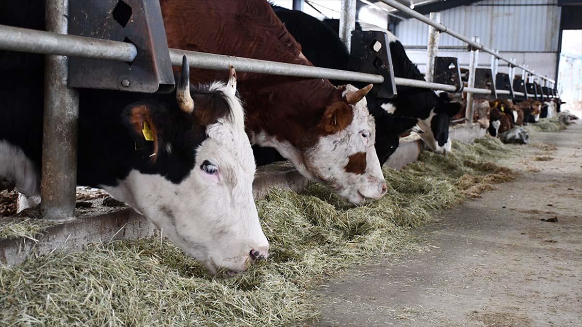 Büyükbaş hayvan sayısı 2024’te yaklaşık 17 milyon, küçükbaş sayısı 54,9 milyon oldu