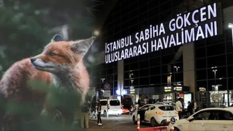 Sabiha Gökçen Havalimanı’nda tilki alarmı! Sabiha Gökçen Havalimanı’nda tilki alarmı!