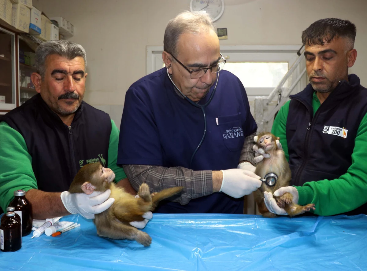 Sınırda ele geçirilen 2 maymun, Gaziantep’te bakıma alındı… Sınırda ele geçirilen 2 maymun, Gaziantep’te bakıma alındı…