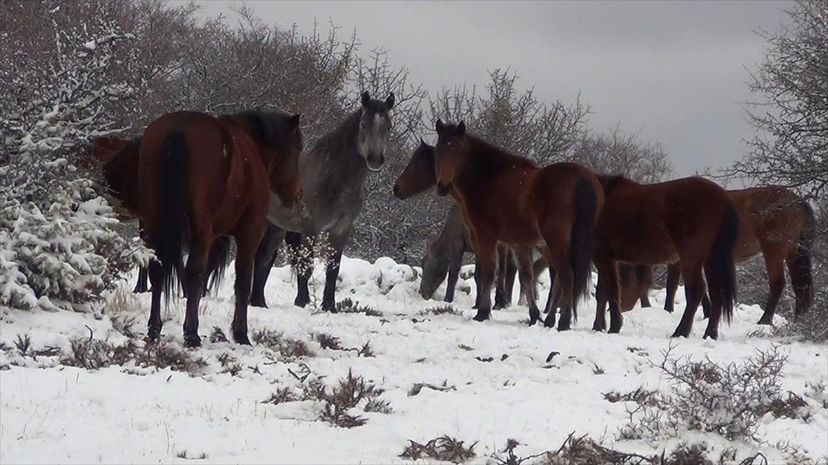 Ankara’nın Beypazarı ilçesinde karla kaplanan yaylada yılkı atları görüntülendi Ankara’nın Beypazarı ilçesinde karla kaplanan yaylada yılkı atları görüntülendi