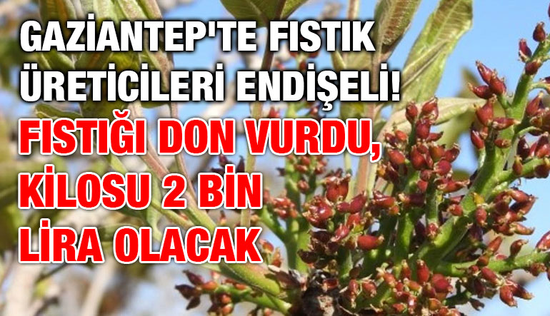 Gaziantep’te Fıstık Üreticileri Endişeli! Fıstığı Don Vurdu, Kilosu 2 Bin Lira Olacak… Gaziantep’te Fıstık Üreticileri Endişeli! Fıstığı Don Vurdu, Kilosu 2 Bin Lira Olacak…
