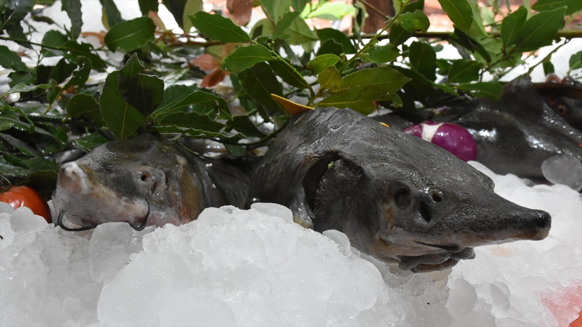 Aşırı avlanma nedeniyle morina balıklarının boyutları yarı yarıya küçüldü Aşırı avlanma nedeniyle morina balıklarının boyutları yarı yarıya küçüldü