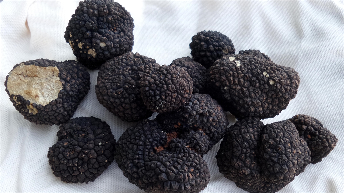 Trüf mantarı Türkiye ekonomisine geçen yıl 650 milyon lira katkı sağladı