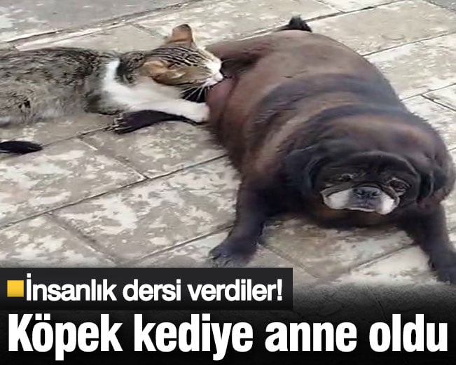 Köpek kediye anne oldu! İnsanlık dersi… Köpek kediye anne oldu! İnsanlık dersi…