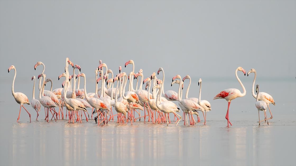 Adana’daki Akyatan Lagünü flamingolarla renklendi Adana’daki Akyatan Lagünü flamingolarla renklendi