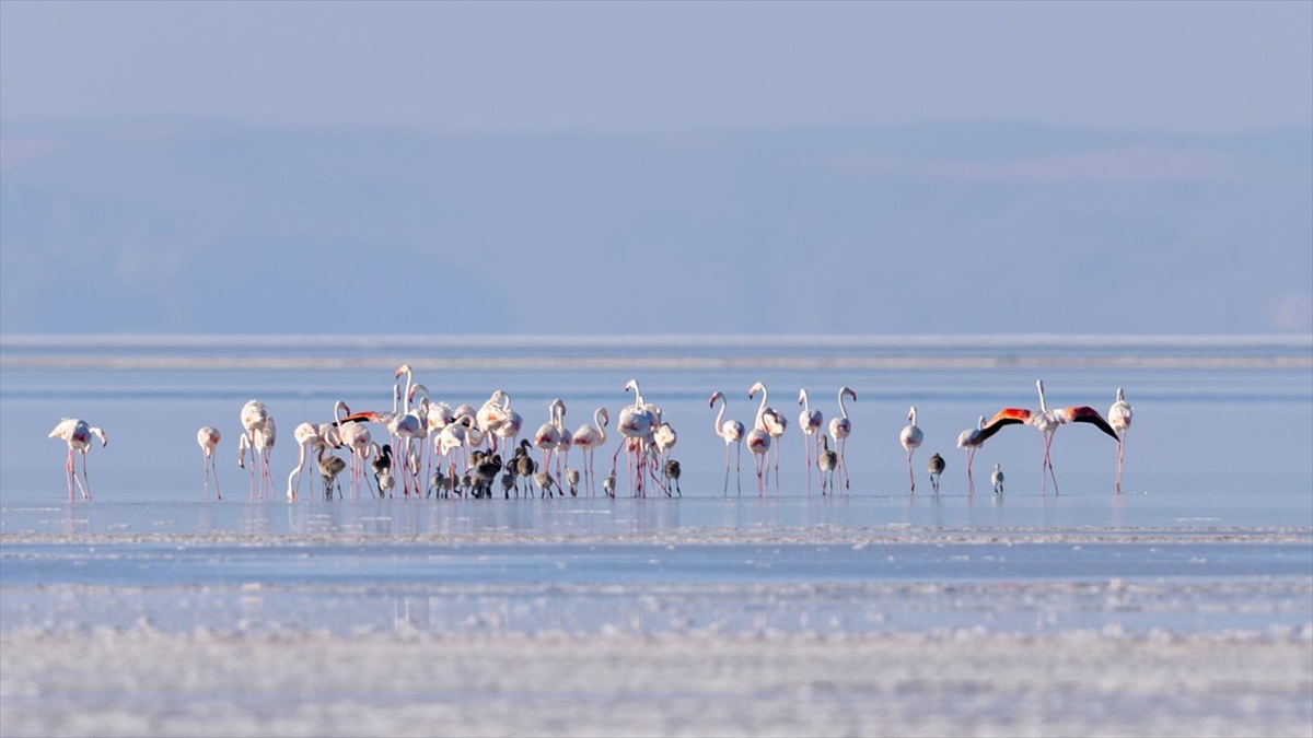 Tuz Gölü’ne açılan sondaj destekli kanal, gölün misafirleri flamingolara can suyu oldu Tuz Gölü’ne açılan sondaj destekli kanal, gölün misafirleri flamingolara can suyu oldu