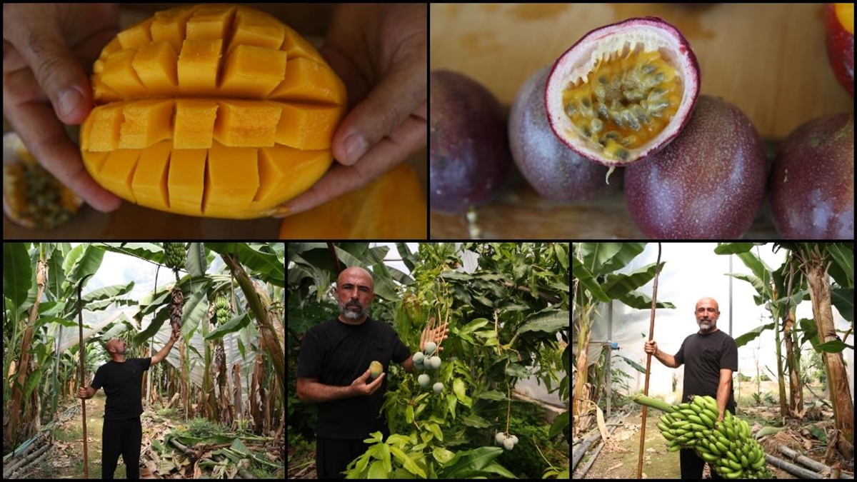 Alanya’da 40’ın üzerinde tropikal meyve üretiliyor Alanya’da 40’ın üzerinde tropikal meyve üretiliyor
