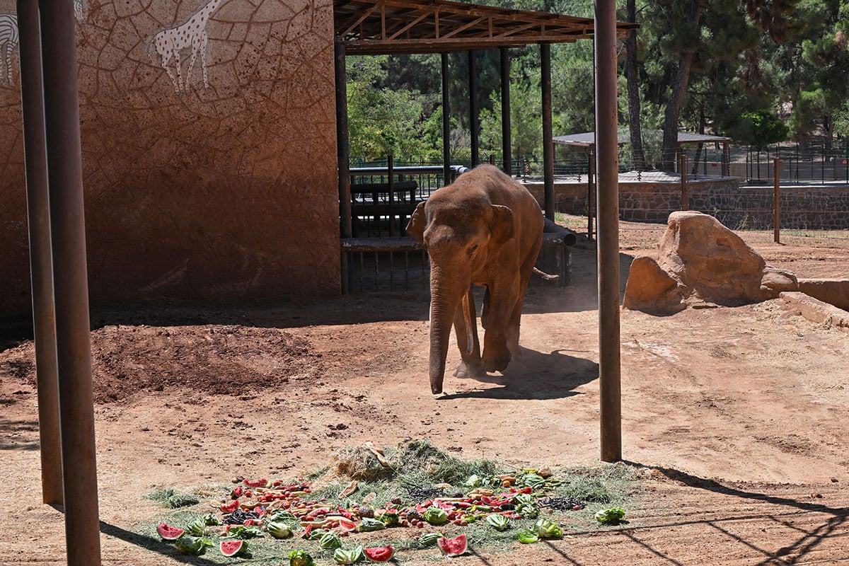 Dünyanın ilk tüp bebek yöntemiyle doğan fili Gabi’ye sürpriz kutlama!