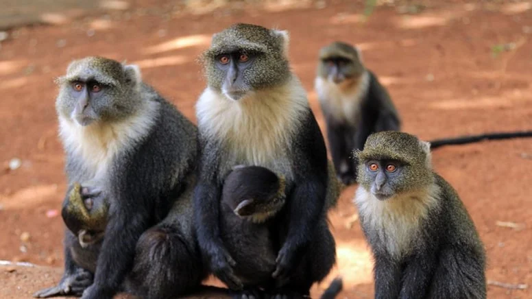 Çin, maymun zekâsına sahip bilgisayar geliştirdi