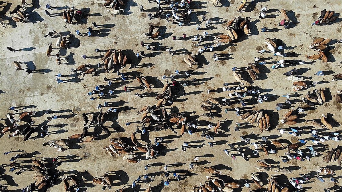 Büyükbaş sayısı haziran itibarıyla 17,2 milyon, küçükbaş sayısı 58,2 milyon oldu