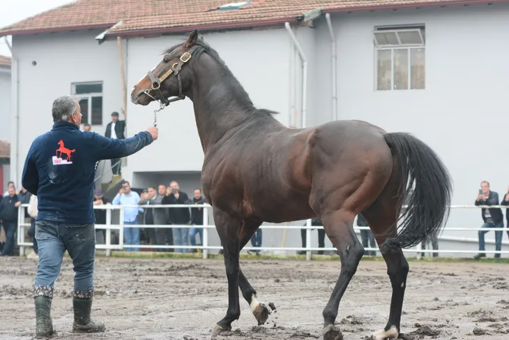 Belardo, Türkiye’de Belardo, Türkiye’de