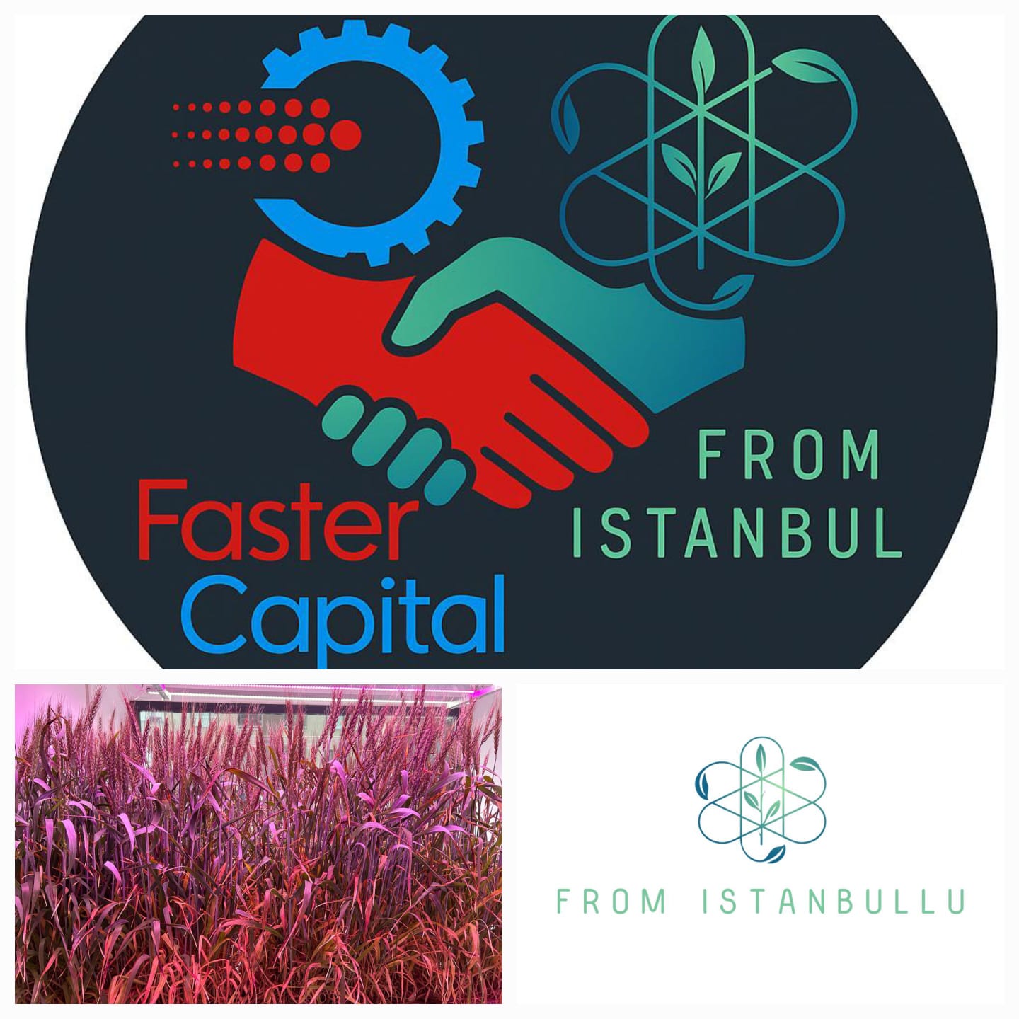 PalmGrain Technologies, FasterCapital Equitypilot programına katıldı… PalmGrain Technologies, FasterCapital Equitypilot programına katıldı…