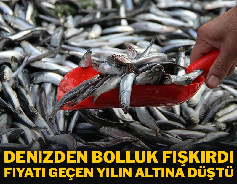 Denizden bolluk fışkırdı fiyatı geçen yılın da altına düştü Denizden bolluk fışkırdı fiyatı geçen yılın da altına düştü