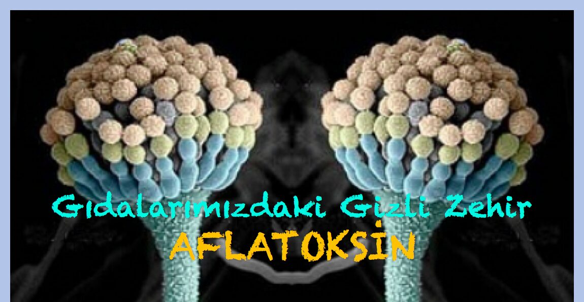 Aflatoksin Nedir? Aflatoksin Zararları Nelerdir?