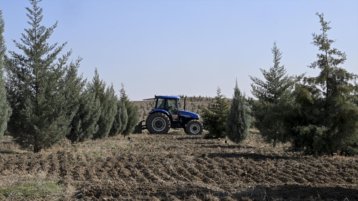 Ağaçlandırma seferberliğinin ilk yılında dikilen fidanlar ağaca dönüştü