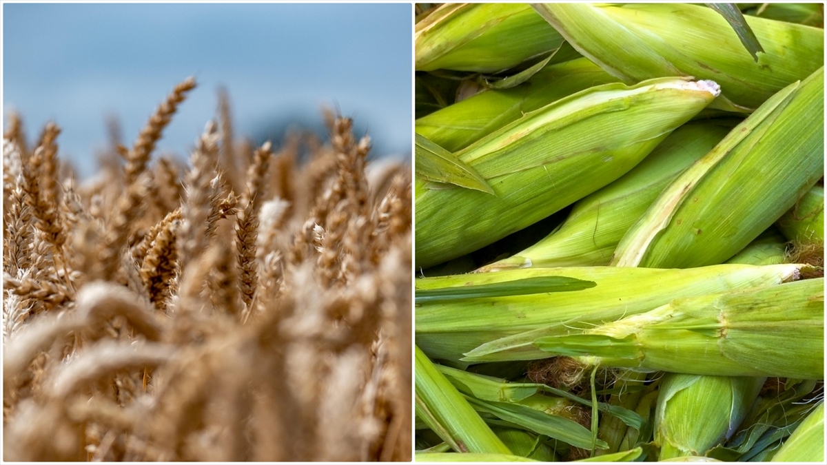 Arpa ve mısır ithalatında tarife kontenjanları 1 milyon ton olarak yeniden belirlendi Arpa ve mısır ithalatında tarife kontenjanları 1 milyon ton olarak yeniden belirlendi