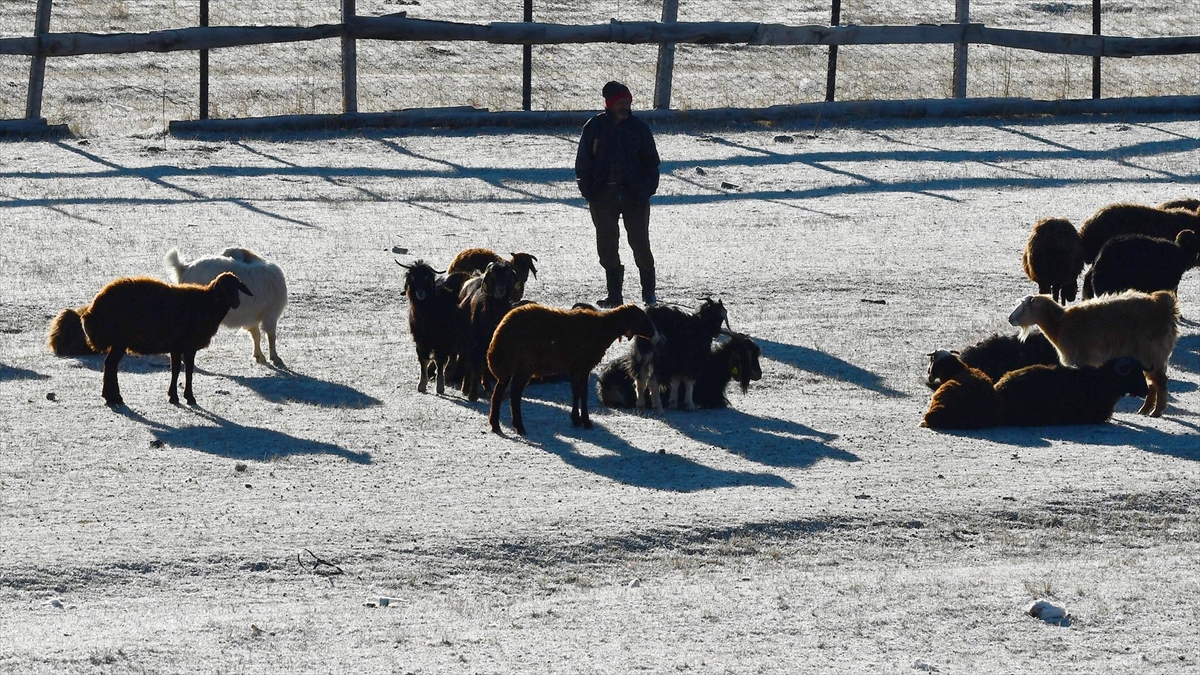Kars’ta soğuk havanın etkisiyle buzlanma ve kırağı oluştu
