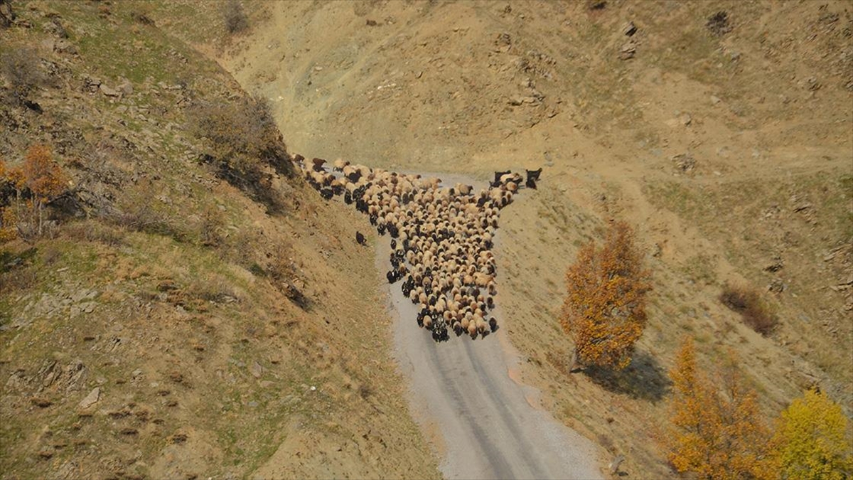 Muş’ta besicilerin sıcak bölgelere yolculuğu başladı