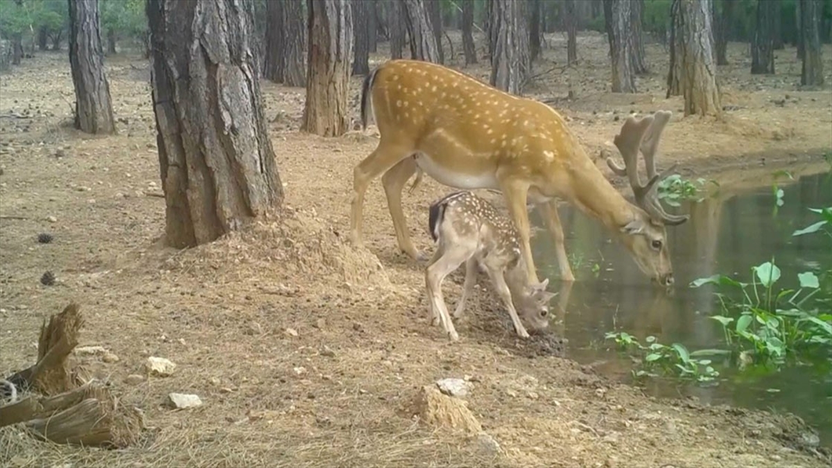 Nesli tehdit altındaki alageyik ve yavruları, su içerken fotokapanla görüntülendi Nesli tehdit altındaki alageyik ve yavruları, su içerken fotokapanla görüntülendi