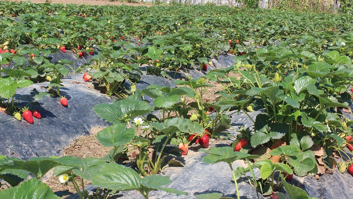 Organik tarım üretimi 1,3 milyon tonu aştı Organik tarım üretimi 1,3 milyon tonu aştı