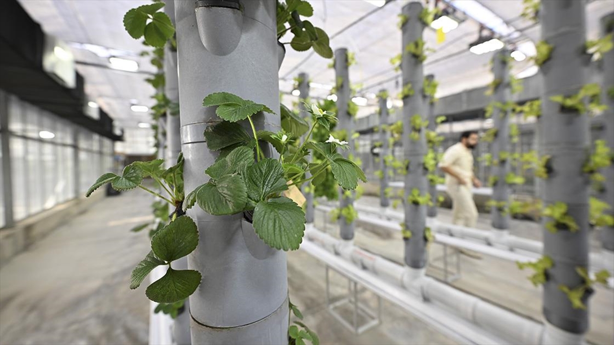 Topraksız dikey tarım uygulamaları enerjide tasarruf ve yüksek verimlilikle geleceğe umut oluyor Topraksız dikey tarım uygulamaları enerjide tasarruf ve yüksek verimlilikle geleceğe umut oluyor