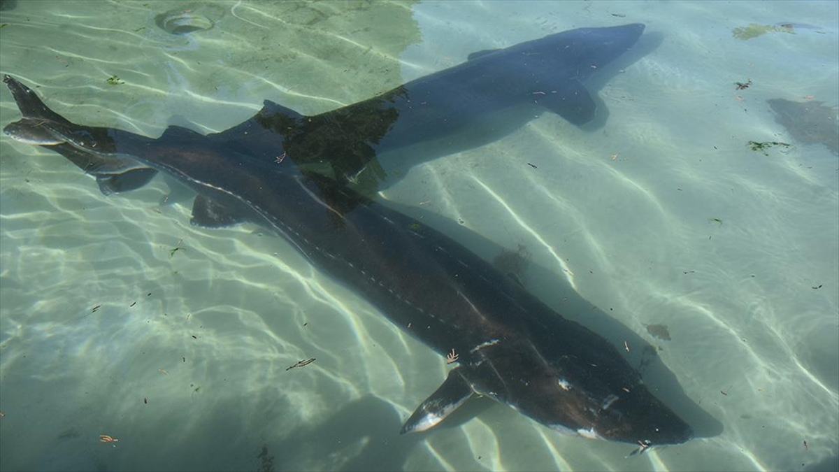 Trabzon’da mersin balığının korunması için 25 yıldır mücadele ediliyor Trabzon’da mersin balığının korunması için 25 yıldır mücadele ediliyor