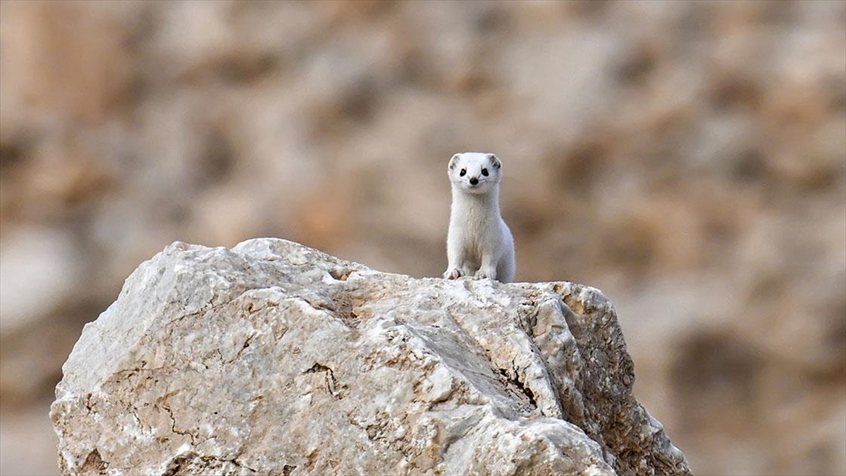 Van’da nesli koruma altındaki beyaz gelincik görüntülendi