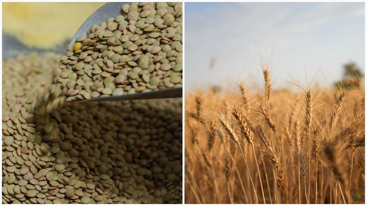 Yeşil mercimek ve yulaf ithalatında gümrük vergileri düşürüldü Yeşil mercimek ve yulaf ithalatında gümrük vergileri düşürüldü