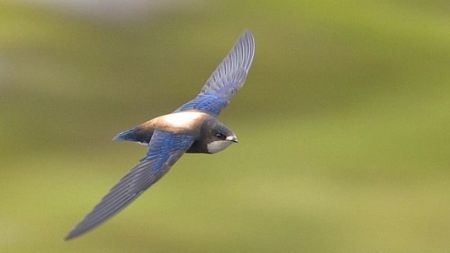 34 yıl aradan sonra ilk kez görüldü: Görmek için bölgeye akın ettiler 34 yıl aradan sonra ilk kez görüldü: Görmek için bölgeye akın ettiler