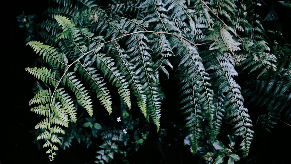 Antalya’da süs bitkileri için Organize Tarım Bölgesi kurulacak Antalya’da süs bitkileri için Organize Tarım Bölgesi kurulacak