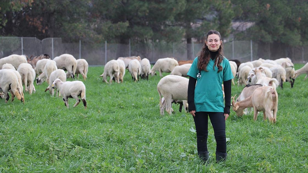 Devlet desteğiyle besiciliğe başlayan veteriner, babasının emanetine de sahip çıkıyor