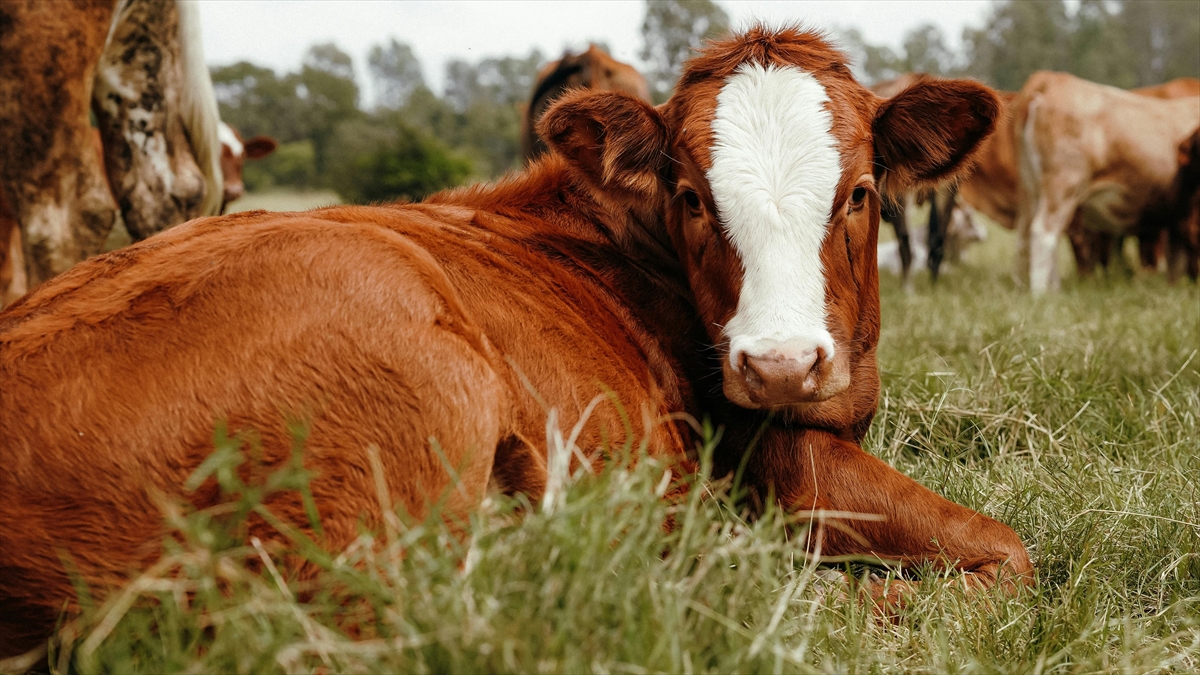 Hayvancılık işletmelerinde damızlık amacıyla kullanılacak hayvanlara ilişkin usul ve esaslar düzenlendi Hayvancılık işletmelerinde damızlık amacıyla kullanılacak hayvanlara ilişkin usul ve esaslar düzenlendi