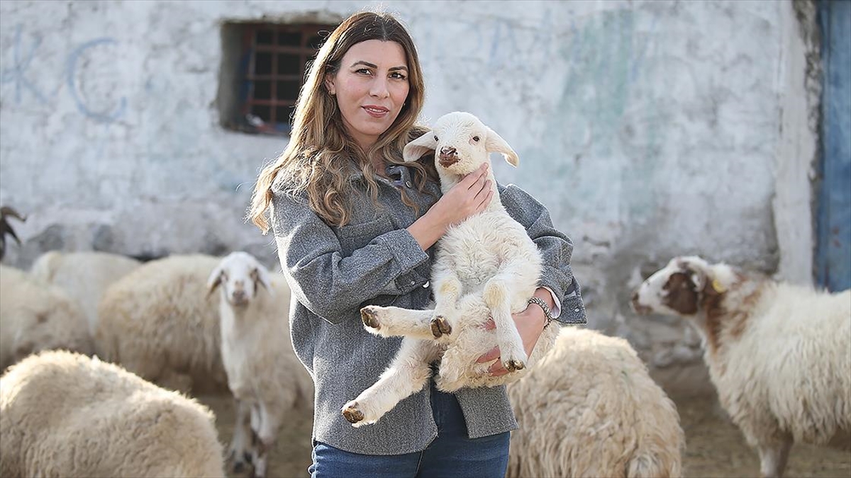 İstanbul’dan köyüne dönüp hayvancılığa başlayan kadın 3 yılda sürüsünü 4’e katladı