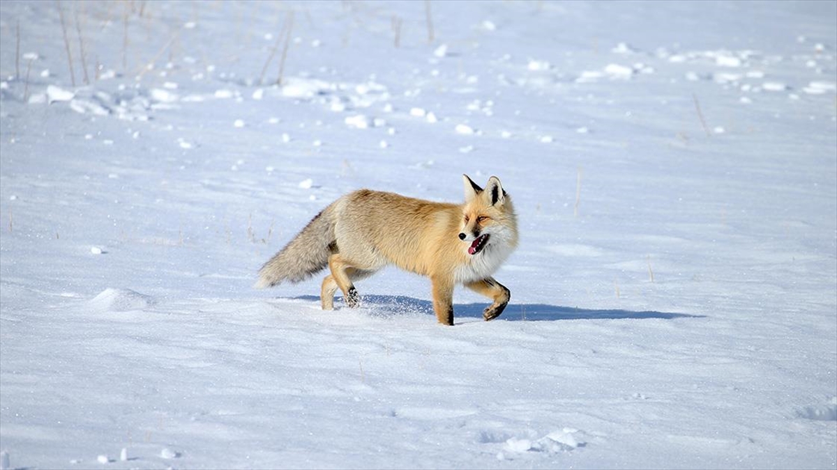Kars’ta kızıl tilkiler karla kaplı arazide görüntülendi