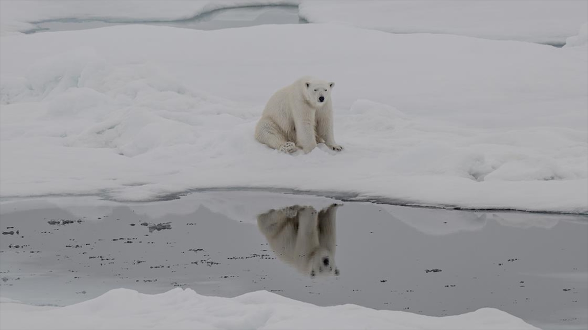 Kutup ayılarının artan sıcaklıklara uyum sağlamaya başladığı belirlendi Kutup ayılarının artan sıcaklıklara uyum sağlamaya başladığı belirlendi