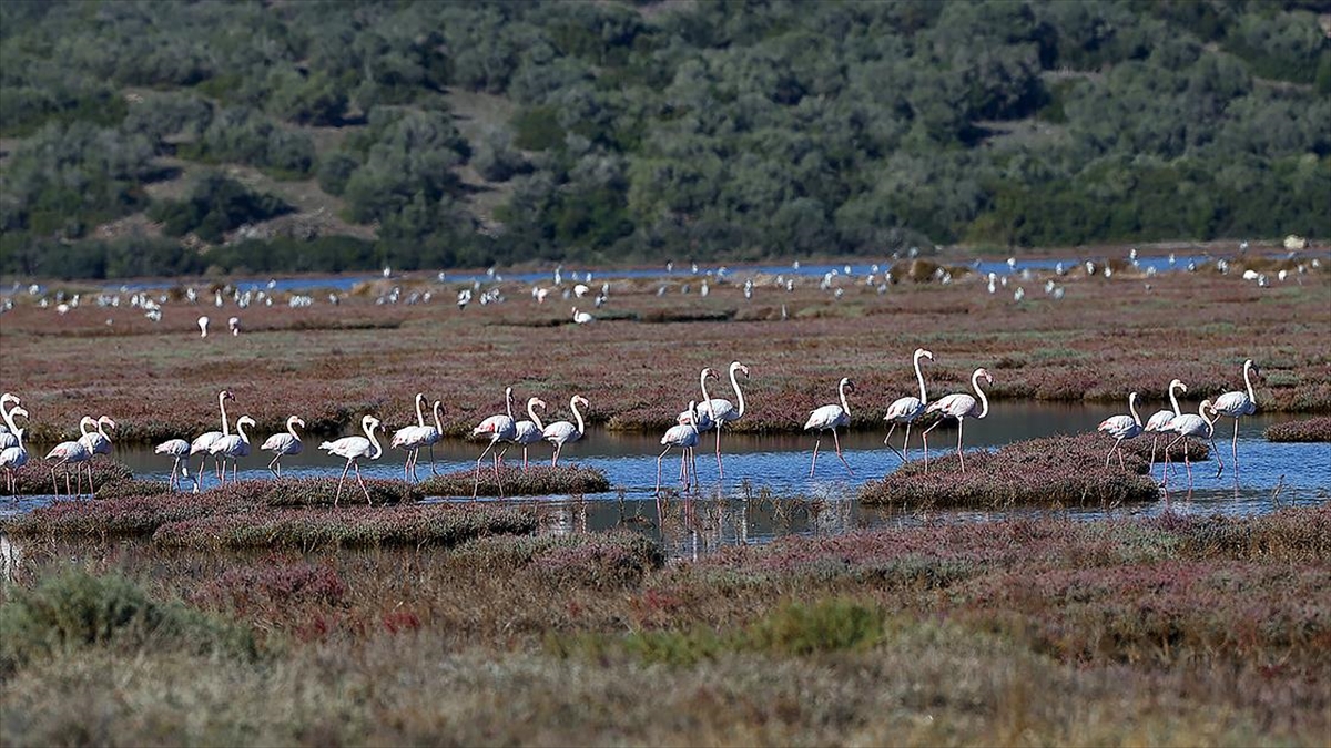 Milas’taki Tuzla Sulak Alanı’nda göçmen kuş yoğunluğu yaşanıyor Milas’taki Tuzla Sulak Alanı’nda göçmen kuş yoğunluğu yaşanıyor