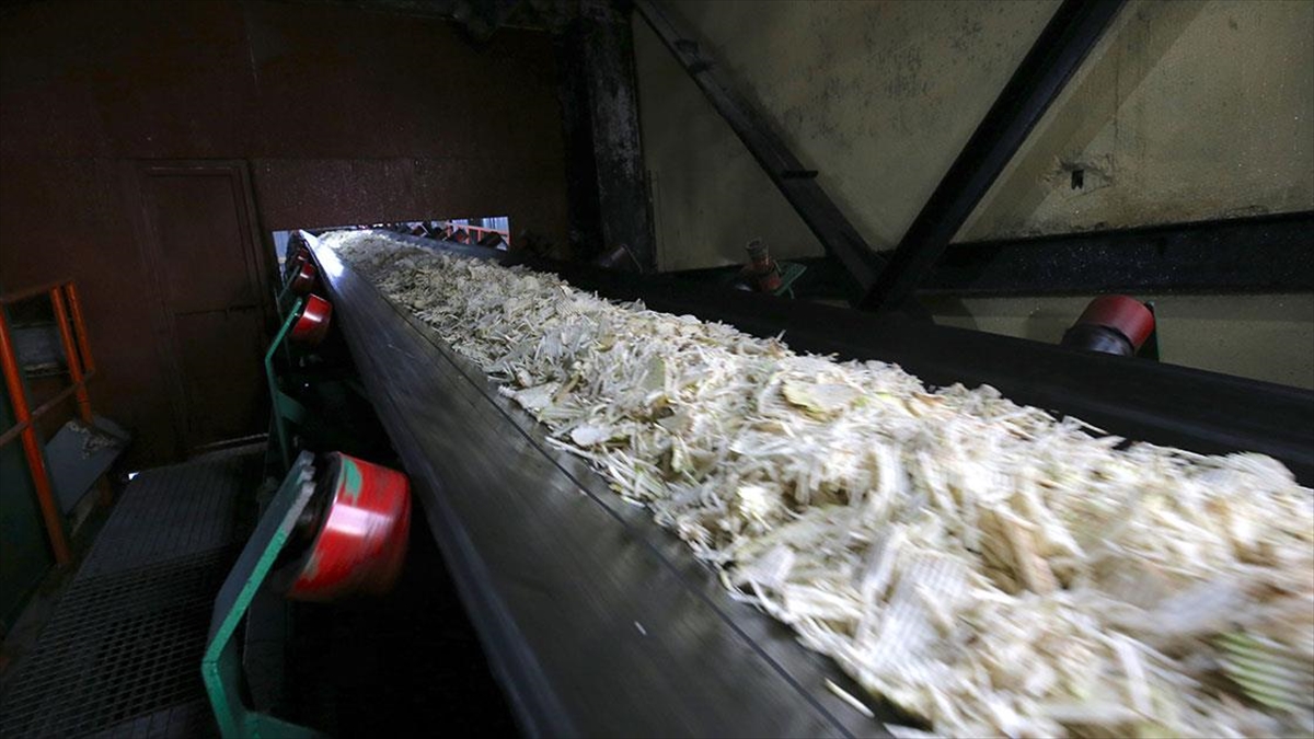 Muş ve Van’daki fabrikalarda 76 bin 10 ton şeker üretimi hedefleniyor Muş ve Van’daki fabrikalarda 76 bin 10 ton şeker üretimi hedefleniyor