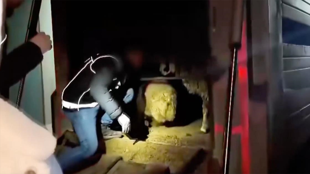 Siirt’te hayvanların karın boşluklarına uyuşturucu gizleyen 2 şüpheli gözaltına alındı