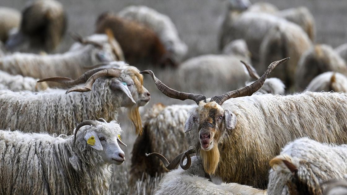 Tiftiğin ekonomiye kazandırılması için destek mekanizmaları geliştirilecek Tiftiğin ekonomiye kazandırılması için destek mekanizmaları geliştirilecek