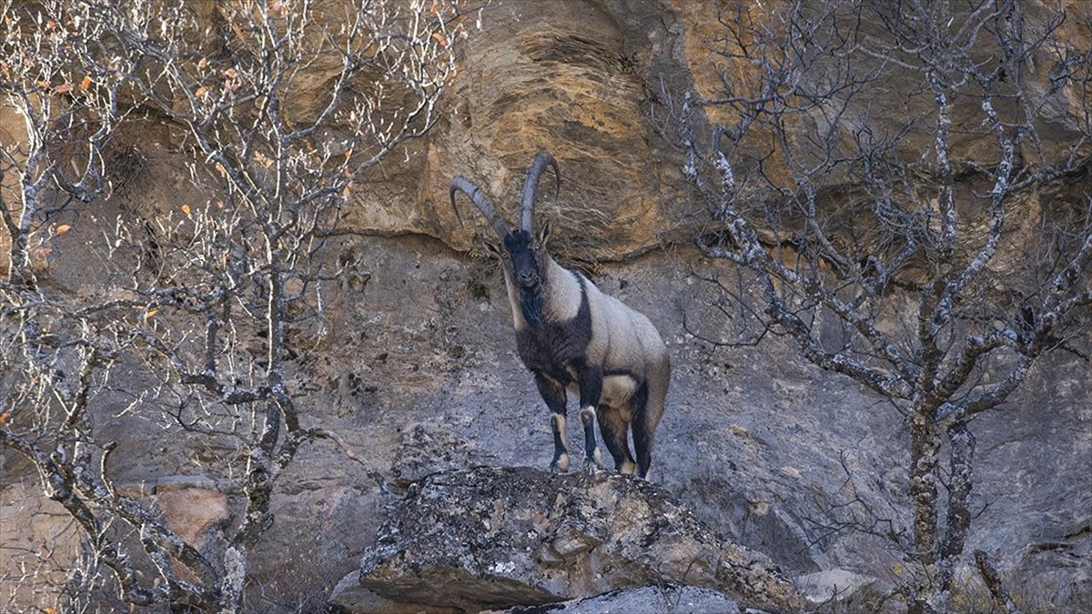 Tunceli’de yaban keçileri Munzur Vadisi’ne indi