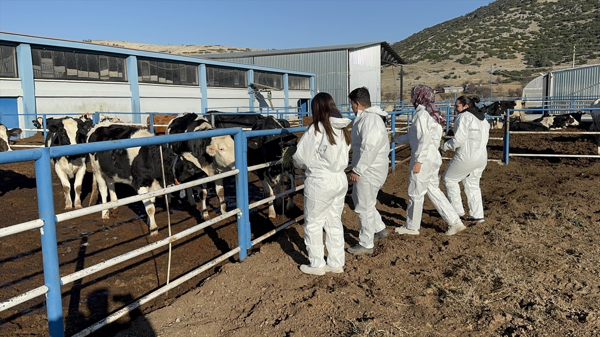 Üniversitenin uygulama çiftliği öğrencilere sahada eğitim imkanı sunuyor Üniversitenin uygulama çiftliği öğrencilere sahada eğitim imkanı sunuyor