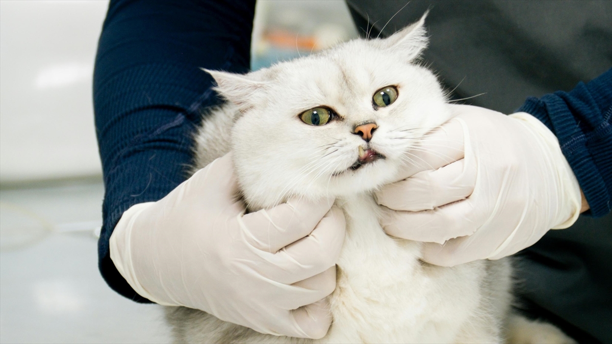 Veteriner Kontrol Enstitülerinin kapasitesi 21 yeni laboratuvarla güçlendirilecek Veteriner Kontrol Enstitülerinin kapasitesi 21 yeni laboratuvarla güçlendirilecek