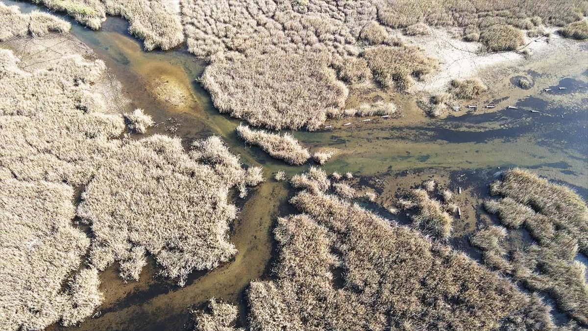 Yağışlarla nefes alan Bafa Gölü’nde doğal yaşam yeniden canlandı Yağışlarla nefes alan Bafa Gölü’nde doğal yaşam yeniden canlandı