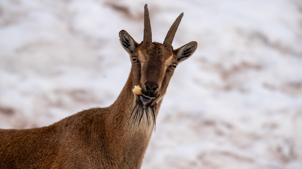 Adıyaman’da yaban keçileri karlı bölgede yiyecek ararken görüntülendi