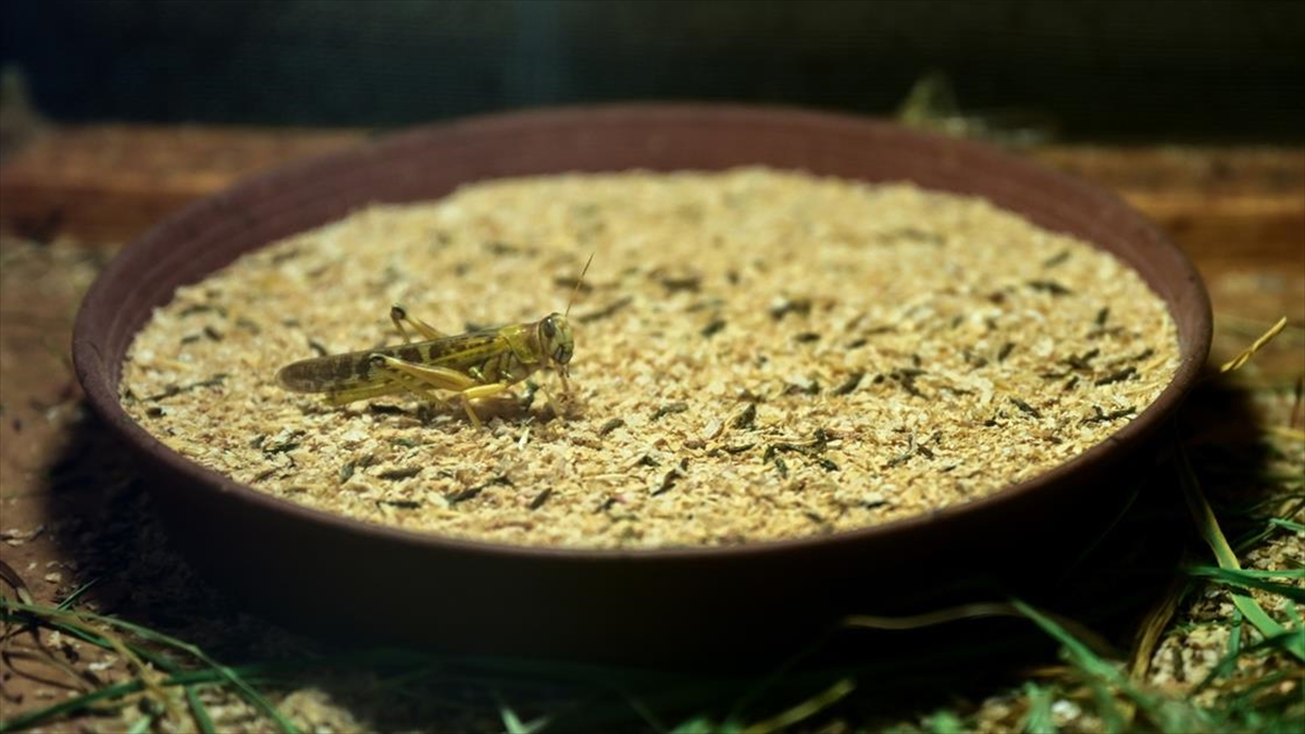 Antalyalı çiftçi hem etçil hayvanlar hem de bilim için böcek üretiyor Antalyalı çiftçi hem etçil hayvanlar hem de bilim için böcek üretiyor